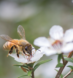 theHoneyman Bee on Manuka Flower